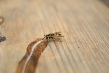 A bee drinking