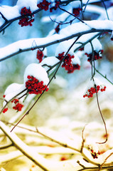  rowan covered with the snow