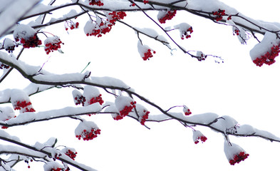  rowan covered with the snow