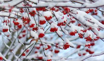  rowan covered with the snow