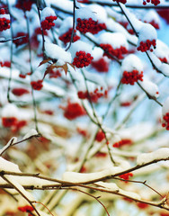  rowan covered with the snow
