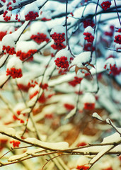  rowan covered with the snow