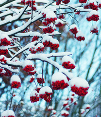  rowan covered with the snow