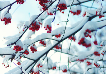  rowan covered with the snow