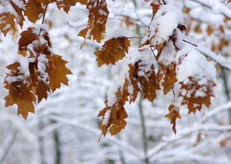 Yellow leaves in snow