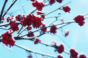  rowan covered with the snow