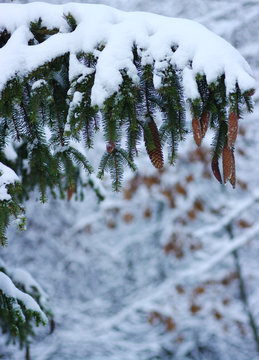Fototapeta Spruce branches covered with snow