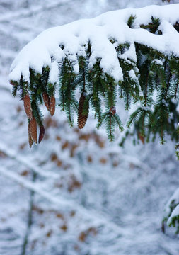 Fototapeta Spruce branches covered with snow