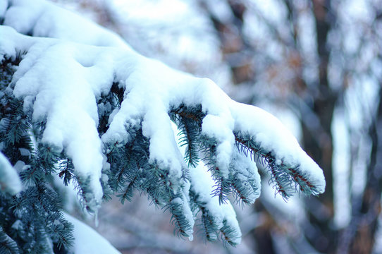 Fototapeta Spruce branches covered with snow