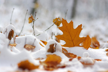 Yellow leaves in snow.