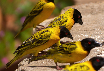 Yellow birds on a rock