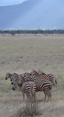 Fototapeta na wymiar zebras in Kenya