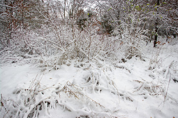 Trees covered with snow