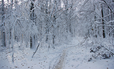 Trees covered with snow