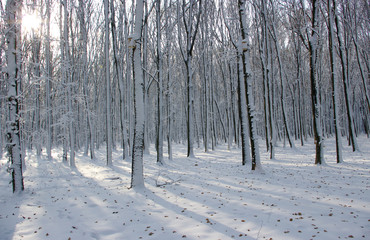 Trees covered with snow