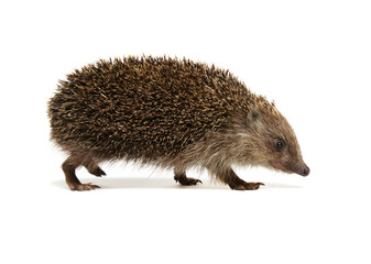 Hedgehog  isolated on white