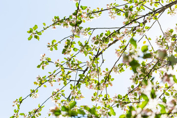 Fototapeta premium Blooming apple tree