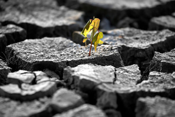 sprout plants growing on very dry cracked earth