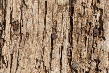 Very Old Wood Background