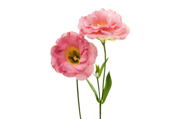 Obraz premium kwiat eustoma