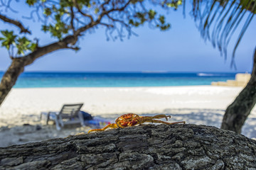 Crab crawling on a tree trunk in front of amazing maldivian landscape with turquoise ocean, white sandy beach and clear blue sky. The perfect Photography for summer holiday advertising.