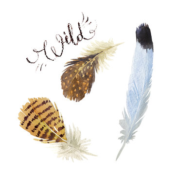 Set of watercolor feathers. Vector illustration