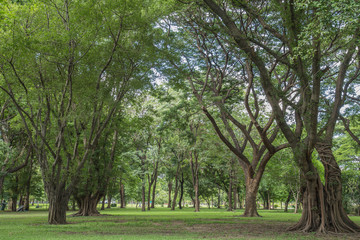 Fototapeta na wymiar Tree In Park Twig In Park