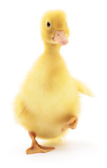 One yellow duckling.