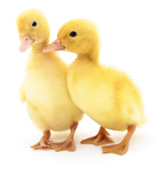 Two yellow ducklings.