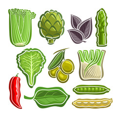 Vector Set Vegetables simple Logo: celery, artichoke, basil, asparagus, lettuce, olives, fennel, chilli, spinach, beans, peas; abstract primitive simplistic vegetables logo or icon, isolated on white.