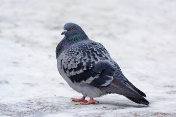 Dark dove. Dove-colored on the snow.