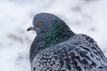 Dark dove. Dove-colored on the snow.