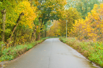 Obraz premium Empty rural road lined with autumn trees