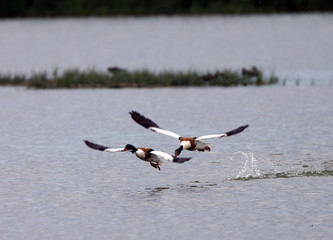 Common Shelduck (Tadorna tadorna) 2 sparring males, chasing, Norfolk, England, UK.