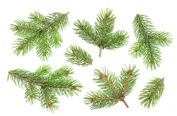 Fir tree branch isolated on white background