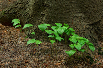 Konwalijka dwulistna