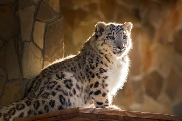 Tuinposter Snow leopard baby portrait in zoo © kwadrat70