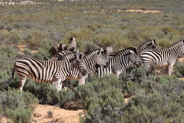 Fototapeta na wymiar Safari In South Africa