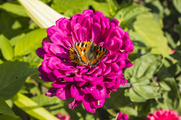 Butterfly on a red flower. Small tortoiseshell  collecting nectar from flower dahlia..