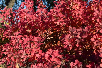 Autumn color leaves of cotinus coggygria.