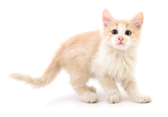 Small brown kitten.