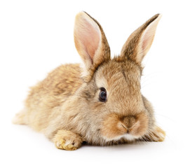 Brown rabbit on white.