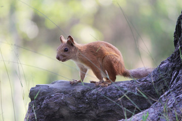 frightened Teen squirrel in wild forest stop stand on rhizome of pine.