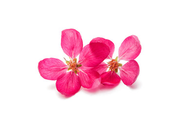 Fototapeta na wymiar pink flowers of apple