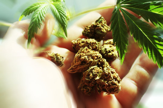 Marijuana Buds Zoom Burst Stock Photo High Quality 