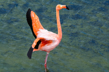  Greater Flamingo, Galapagos islands (Ecuador)