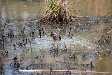 Otter feeding on Crawfish in a wetland area in North Carolina.  Conservation area.  