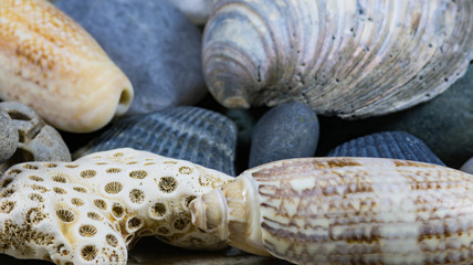 Sea shells and coral.  Aquatic organisms.  