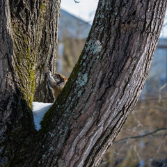Young squirrel stretching in a snowy tree. 