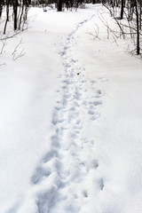 Fototapeta na wymiar footprints in fresh snow in forest in winter